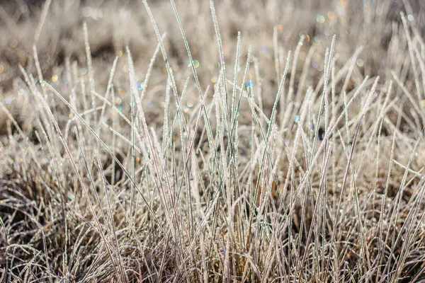 Hideg Fagyos Téli Reggel Száraz Fagyos Réten Természetes Szabadban Bokeh — Stock Fotó