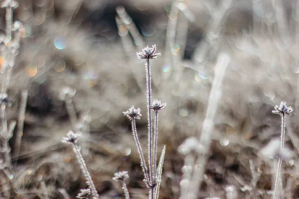 Kalte Frostige Wintermorgen Trockene Gefrorene Pflanzen Auf Der Wiese Natürlich — Stockfoto