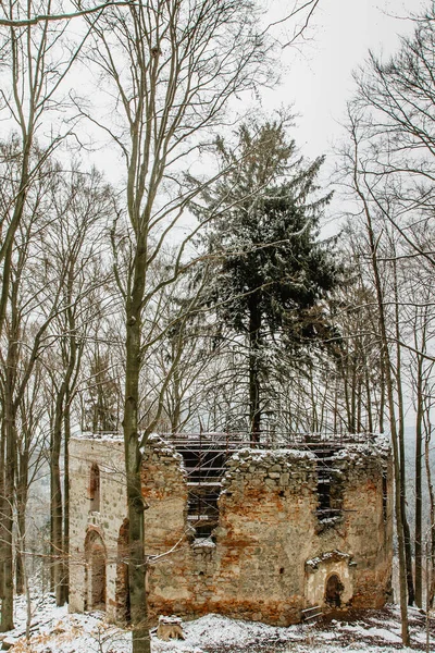 Ruins of Chapel of Saint Mary Magdalene on the hill of Maly Blanik, central Bohemia, Czech Republic.Pilgrimage place with great spruce growing within chapel walls is called Monk.Czech nature reserve.