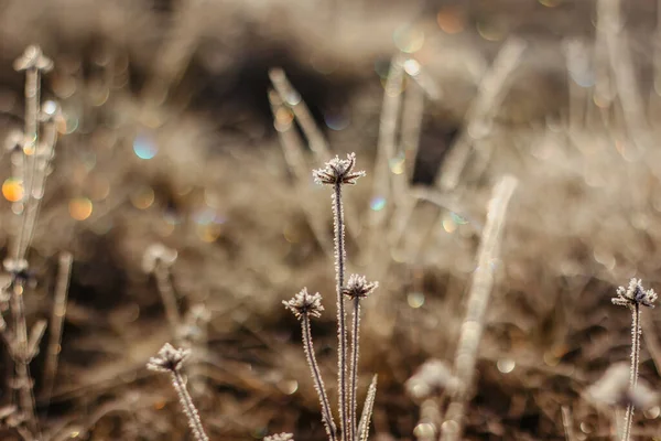 Zimny Mroźny Zimowy Ranek Suche Mrożone Rośliny Łące Naturalne Zewnątrz — Zdjęcie stockowe