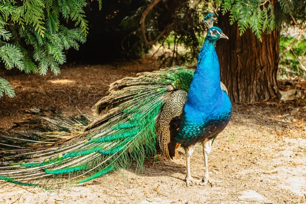 Beautiful male peafowl referred to as peacock in park.Blue Indian peacock,Pavo cristatus, with colorful iridescent tail and metallic blue green feathers.Ornamental exotic bird.
