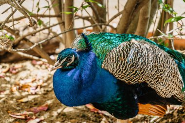 Güzel erkek Peafowl parkta tavus kuşu olarak bilinir. Mavi Kızılderili tavus kuşu, Pavo kristali, renkli yanardöner kuyruğu ve metalik mavi tüyleri var. Süslü egzotik kuş tüyü..