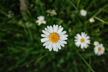 Taze papatya çiçeklerinin ayrıntıları. Bahar çiçekleri yakında. Harika papatyalarla dolu bir çayır. Çiçekli beyaz papatya seçici odak noktası. Romantik parlak duvar kağıdı. Anneler Günü Sevgililer Günü arkaplanı.