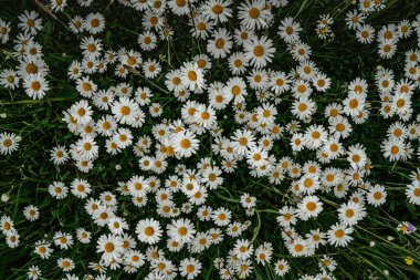 Taze papatya çiçeklerinin ayrıntıları. Bahar çiçekleri yakında. Harika papatyalarla dolu bir çayır. Çiçekli beyaz papatya seçici odak noktası. Romantik parlak duvar kağıdı. Anneler Günü Sevgililer Günü arkaplanı.