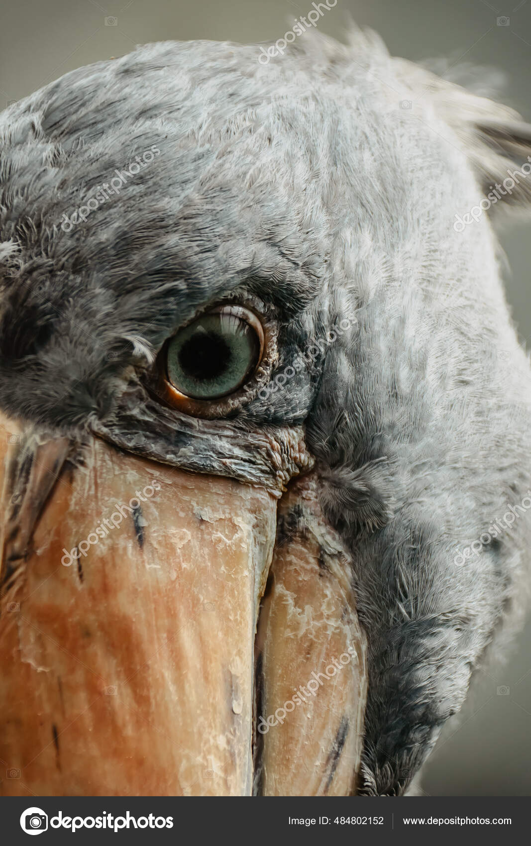 Bald Eagle Head Feathers – Tom Murphy Photography