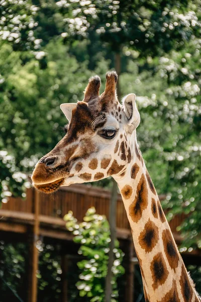 Żyrafa Rothschilda Zoo Żyrafa Przed Zielonymi Drzewami Spoglądająca Kamerę Zabawna — Zdjęcie stockowe