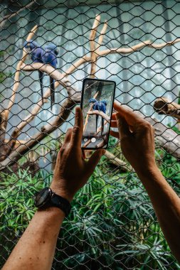Adam akıllı telefonuyla kuşların fotoğrafını çekiyor. Cep telefonu tutan, ekrana dokunan, dışarıdaki cihazı kullanan, tatilden selamlar yollayan biri. Modern yaşam tarzı konsepti..