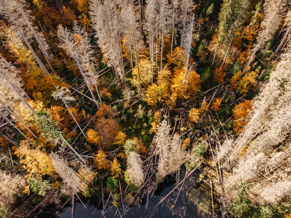 Збиті Мертві Дерева Передньому Плані Умираючий Ліс Чехії Через Кліматичні — стокове фото
