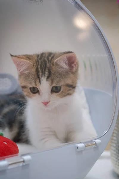 Tabby Clássico Escocês Reta Gatinho Jogar Gato Transportando Caso — Fotografia de Stock