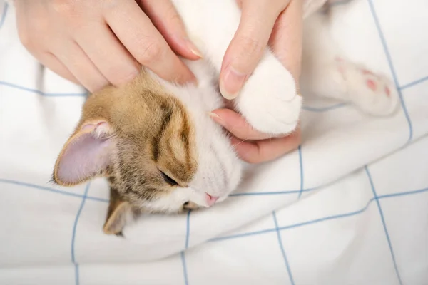 Escocés Recta Gatito Relajarse Jugar Con Suave Foco Fondo — Foto de Stock