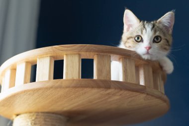 Teksaslı İskoç heteroseksüel kedi oyunu ve yumuşak odaklı arka planla