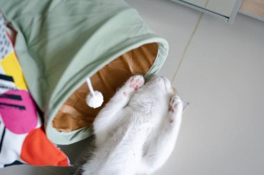 Tekir İskoçyalı heteroseksüel kedicik rahatla ve yumuşak odaklı arka planda uyu.