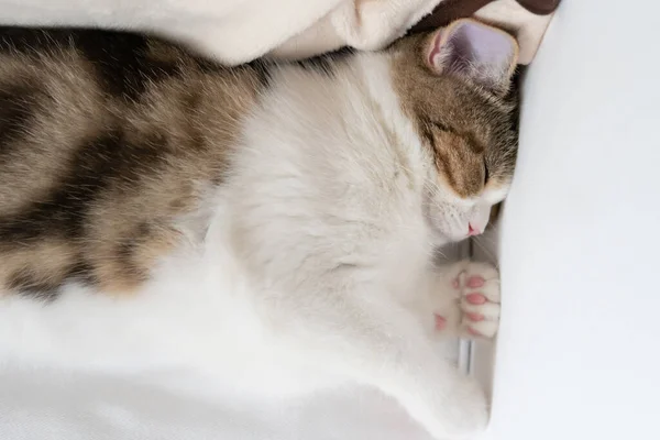 Tabby Schots Rechte Kitten Ontspannen Slapen Met Zachte Focus Achtergrond — Stockfoto