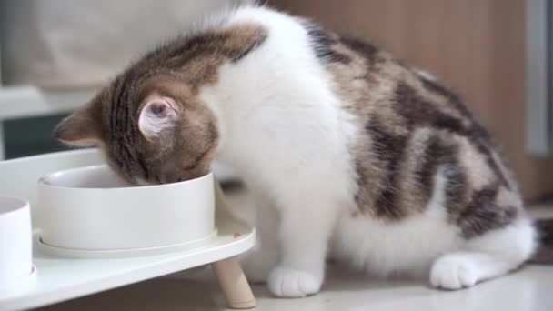 Vdo Schottische Kätzchen Essen Futter Schüssel — Stockvideo