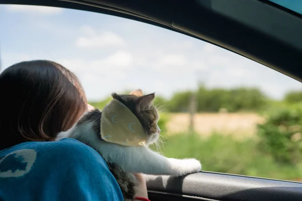 Asian Woman Drive Car Travel Roadtrip Her Cat — Stock Photo, Image