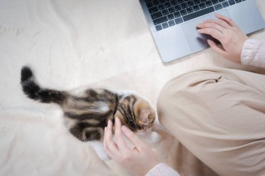 Üst düzey kadın kedisiyle oynuyor ve işten eve gelirken dizüstü bilgisayar kullanıyor.