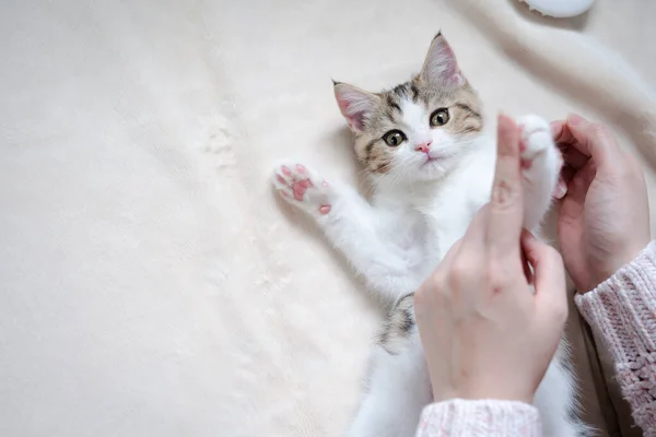 Mulher Mão Jogar Takecare Escocês Linha Reta Tabby Clássico Gatinho — Fotografia de Stock