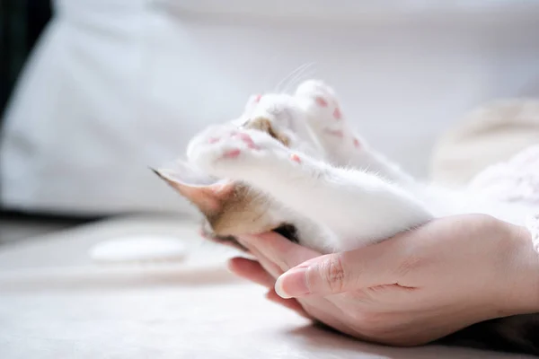 Mulher Mão Jogar Takecare Escocês Linha Reta Tabby Clássico Gatinho — Fotografia de Stock