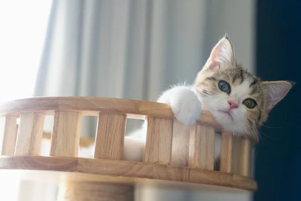 Tabbyスコティッシュストレート子猫の遊びと見てソフトフォーカスの背景 — ストック写真