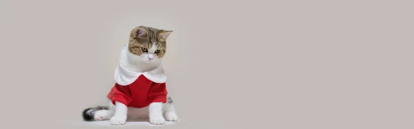 Web Banner Scottish Cat Clothing Red Shirt Copy Space Background — Stock Photo, Image