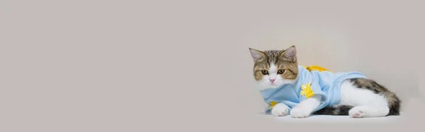 Web Banner Scottish Cat Clothing Blue Shirt Copy Space Background — Stock Photo, Image