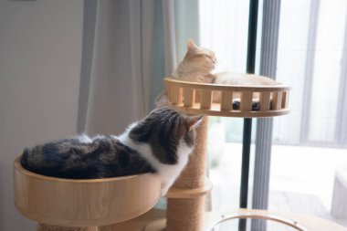 Evcil hayvan bakımı konsepti oyun ve kedi oturma odasında mutluluk hissi.