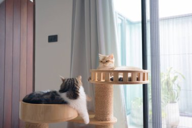 Evcil hayvan bakımı konsepti oyun ve kedi oturma odasında mutluluk hissi.