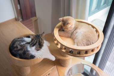 Evcil hayvan bakımı konsepti oyun ve kedi oturma odasında mutluluk hissi.