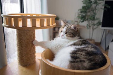 Evcil hayvan bakımı konsepti oyun ve kedi oturma odasında mutluluk hissi.