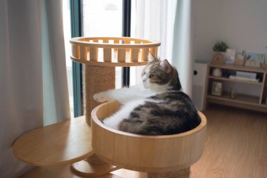 Evcil hayvan bakımı konsepti oyun ve kedi oturma odasında mutluluk hissi.