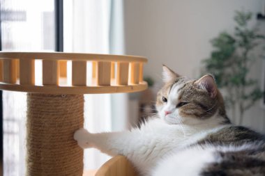 Evcil hayvan bakımı konsepti oyun ve kedi oturma odasında mutluluk hissi.