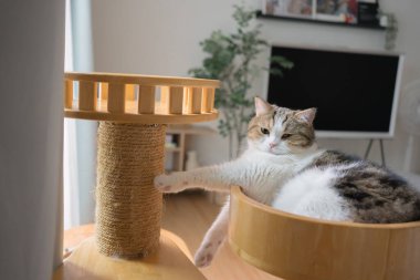 Evcil hayvan bakımı konsepti oyun ve kedi oturma odasında mutluluk hissi.