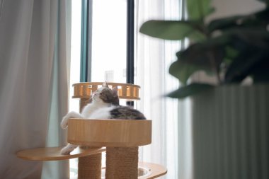 Evcil hayvan bakımı konsepti oyun ve kedi oturma odasında mutluluk hissi.