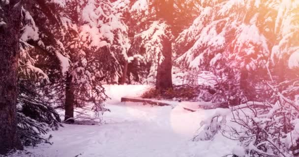 Animation Einer Winterlichen Landschaft Mit Hellen Flecken Und Schneebedeckten Tannen — Stockvideo