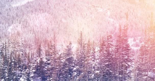 Κινούμενο Τοπίο Χειμερινό Τοπίο Και Έλατο Δάσος Καλυμμένο Χιόνι Χριστούγεννα — Αρχείο Βίντεο