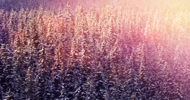 Анимация Пейзажа Зимних Пейзажей Светлыми Пятнами Еловыми Деревьями Покрытыми Снегом — стоковое видео