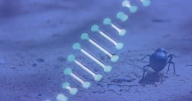 Böceğin üzerinde dönen 3D mavi DNA ipliğinin animasyonu. Küresel tıp, bilim ve genetik dijital olarak üretilen video.