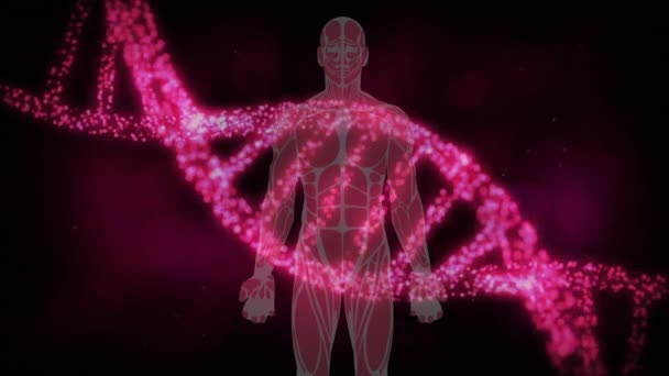 Animação Fio Dna Rosa Girando Sobre Modelo Humano Conceito Global — Vídeo de Stock