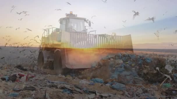 Animation Von Vögeln Die Über Eine Planierraupe Auf Einer Mülldeponie — Stockvideo