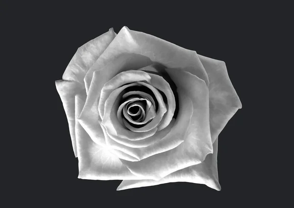 Ilustracja Czerni Bieli Róży Miejsca Kopiowania Czarnym Tle Walentynki Miłość — Zdjęcie stockowe