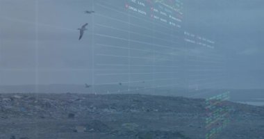Çöp sahasında uçan kuşlara karşı finansal veri işleme videosu. finans ve ekonomi kavramı