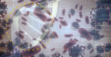 Çember, koronavirüs hücreleri ve veri işleme, teknoloji ve covid-19 konsepti üzerinde çift sarmal. dijital olarak oluşturulmuş resim.