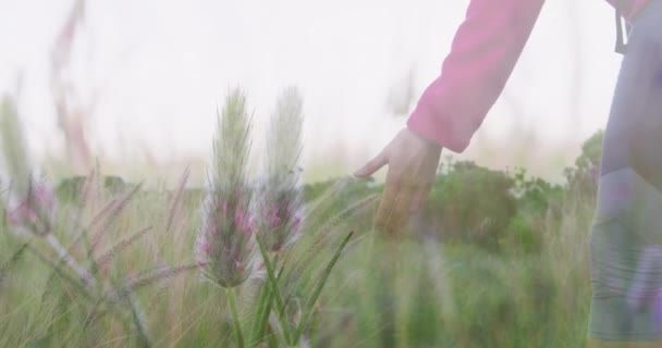 Glückliche Kaukasische Seniorin Wandert Hält Inne Pflanzen Anzufassen Über Hohe — Stockvideo