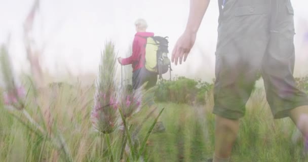 Glückliches Kaukasisches Seniorenpaar Beim Wandern Der Natur Über Wildpflanzen Aktives — Stockvideo
