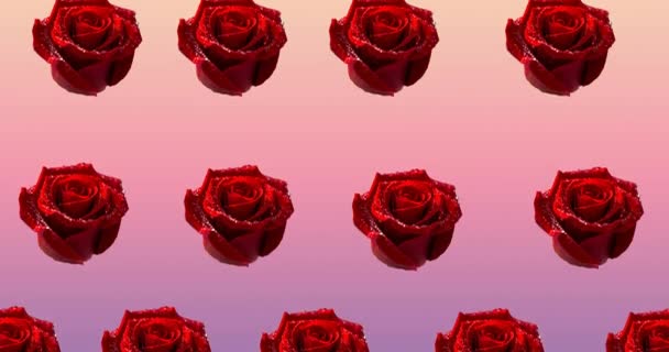 Состав Рядов Красных Роз Движущихся Розовом Фоне Шаблон Празднование Природная — стоковое видео