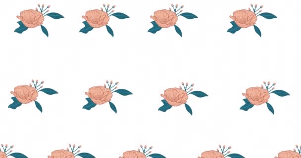 Composition Rows Pink Flowers Moving White Background Celebration Pattern Concept — Stock Video