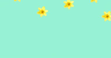 Mavi arka planda sarı çiçeklerin canlandırması. örüntü, bahar, yaz, doğa ve renk konsepti dijital olarak oluşturulmuş video.