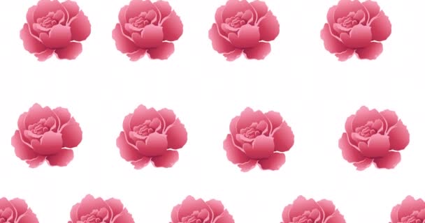 Composition Rows Pink Flowers Moving White Background Pattern Celebration Nature — Stock Video