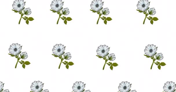 Beyaz Arka Planda Hareket Eden Sıra Sıra Beyaz Çiçeklerin Bileşimi — Stok video