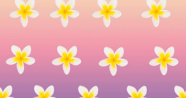 Composition Rows White Yellow Flowers Moving Pink Background Pattern Celebration — Stock Video